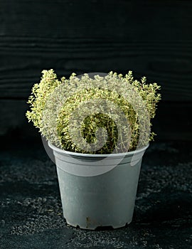 Thyme herb Thymus Citriodorus Silver Queen plant growing in plastic pot for sale