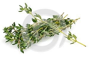 Thyme Herbs