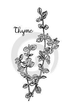Thyme ink sketch.