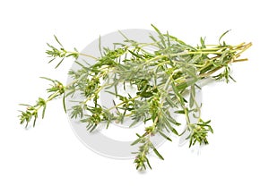 Thyme isolated on white background