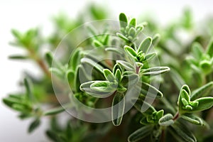 Thyme Leaf Macro Texture: Green leaf texture wallpaper- macro close up in detail most popular.