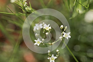 Thyme-leaf sandwort, Arenaria serpyllifolia photo