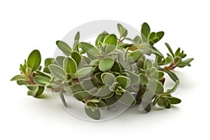 Thyme Leaf On White Background. Generative AI