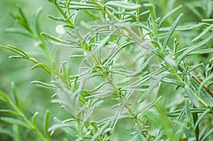 Thyme leafs in green