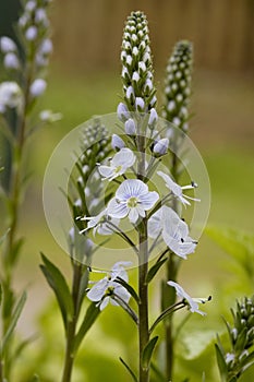Gentian Blue Speedwell