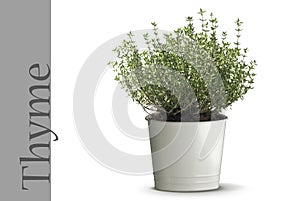 Thyme plant