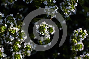 Thyme plant full of blossom.