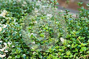 Thyme plant growing in garden