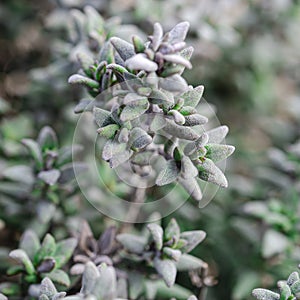 Thyme plant growing in the herb garden