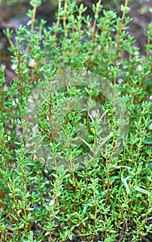 Thyme plant growing in herb garden .