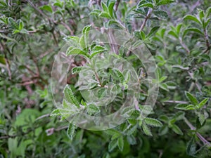 Thyme plant growing in the mountains. Organic herbs. Thyme plant close-up. Aromatic herbs.