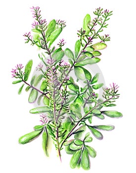 Tymián rostlina izolované na bílém pozadí. ilustrace v akvarel styl 