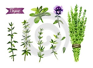 Thyme plant, twigs, flowers and bunch watercolor illustration with clipping paths