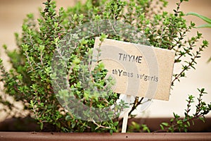 Thyme plant on urban garden