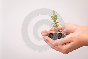 Thyme plant in women`s hands