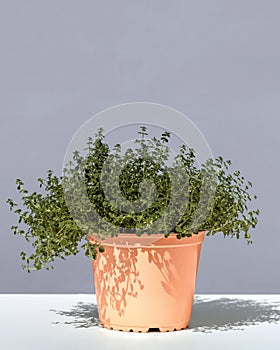 Thyme in pot on white table, pastel purple wall background. Potted Thymus vulgaris plant. Growing kitchen herbs, spices