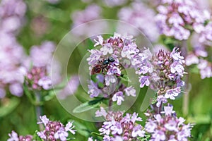 Thyme purple flowers close-up