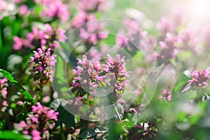 Thyme in the rays of the day sun. Thyme is a genus of the family Lamiaceae