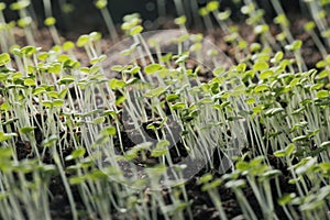 Thyme seedlings