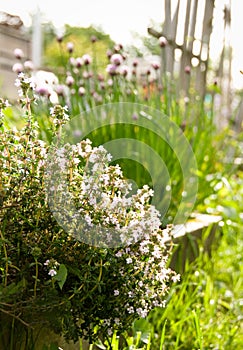 Thyme In Sunny Garden