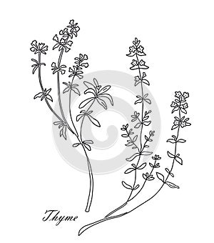 Thyme tea herb isolated on white background. Vintage