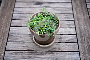 Thyme in a terracotta pot on a rustic wooden table, home grown for spices for grilling and cooking in the city