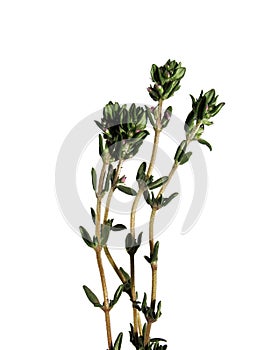 Thyme (Thymus citriodorus)