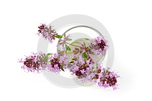 Thyme, Thymus flower in glass