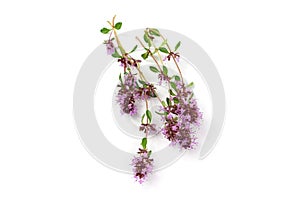 Thyme, Thymus flower isolated on white