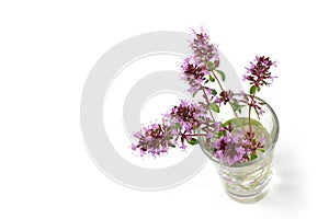 Thyme, Thymus flower isolated on white