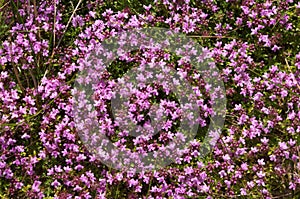 Thyme (Thymus vulgaris)