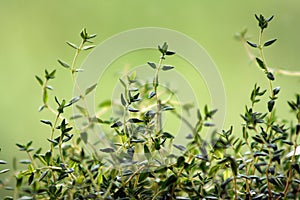 Thyme (Thymus vulgaris)