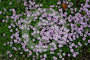 Thyme ( Thymus vulgaris ) flowers. Lamiaceae herb.