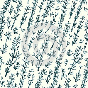 Thyme. Vector seamless pattern for design menu, packaging and recipes. Hand drawn vintage illustration. Botanical