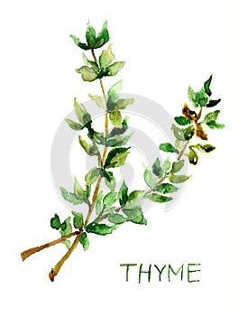 Thyme, watercolor illustration