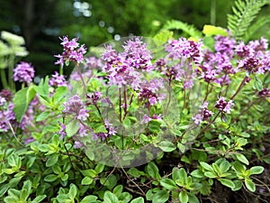 Thyme wild herb blossom with pink flowers in Carpathian forest, western Ukraine