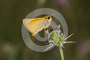 Thymelicus acteon, Lulworth Skipper butterfly from Lower Saxony, Germany