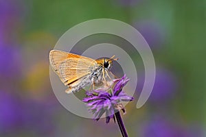 Thymelicus sylvestris , the small skipper butterfly , butterflies of Iran