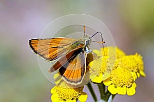 Thymelicus sylvestris , the small skipper butterfly , butterflies of Iran photo