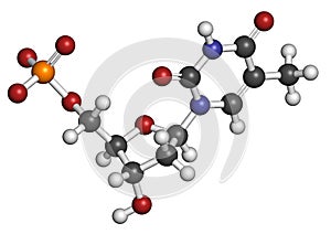 Thymidine monophosphate (TMP, thymidylate) nucleotide molecule. DNA building block. Atoms are represented as spheres with photo