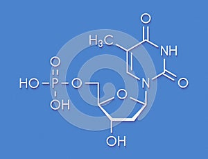 Thymidine monophosphate TMP, thymidylate nucleotide molecule. DNA building block. Skeletal formula. photo
