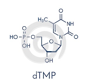 Thymidine monophosphate TMP, thymidylate nucleotide molecule. DNA building block. Skeletal formula. photo