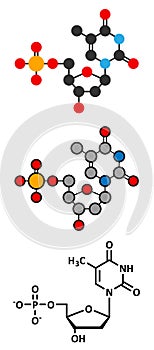 Thymidine monophosphate (TMP, thymidylate) nucleotide molecule. DNA building block