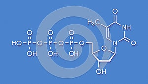 Thymidine triphosphate TTP nucleotide molecule. DNA building block. Skeletal formula.