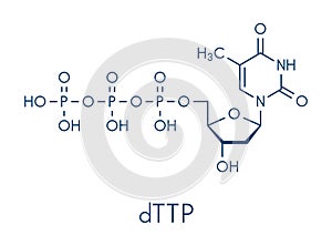 Thymidine triphosphate TTP nucleotide molecule. DNA building block. Skeletal formula.