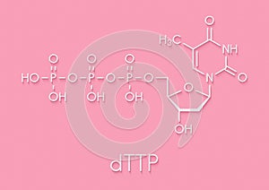 Thymidine triphosphate TTP nucleotide molecule. DNA building block. Skeletal formula.