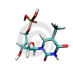 Thymine