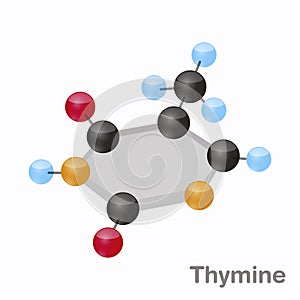 Thymine HexNut, T. Purine nucleobase molecule. Present in DNA. 3D vector illustration on white background
