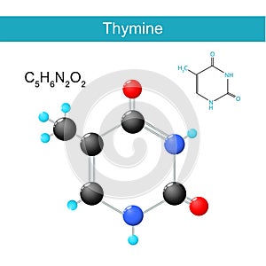 Thymine molecular formula