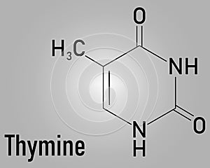 Thymine nucleobase molecule. present in DNA. Skeletal formula.